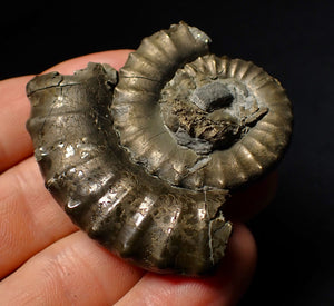 Large Crucilobiceras pyrite ammonite fossil (55 mm)