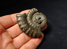 Load image into Gallery viewer, Large Crucilobiceras pyrite ammonite fossil (55 mm)
