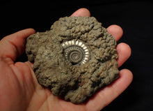 Load image into Gallery viewer, Huge Crucilobiceras pyrite ammonite fossil (102 mm)
