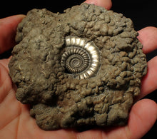 Load image into Gallery viewer, Huge Crucilobiceras pyrite ammonite fossil (102 mm)
