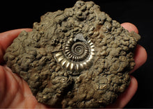 Load image into Gallery viewer, Huge Crucilobiceras pyrite ammonite fossil (102 mm)
