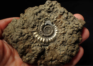 Huge Crucilobiceras pyrite ammonite fossil (102 mm)