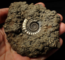 Load image into Gallery viewer, Huge Crucilobiceras pyrite ammonite fossil (102 mm)
