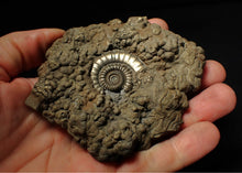 Load image into Gallery viewer, Huge Crucilobiceras pyrite ammonite fossil (102 mm)
