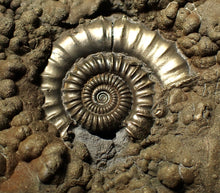 Load image into Gallery viewer, Huge Crucilobiceras pyrite ammonite fossil (102 mm)
