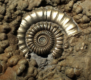 Huge Crucilobiceras pyrite ammonite fossil (102 mm)