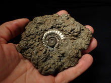 Load image into Gallery viewer, Huge Crucilobiceras pyrite ammonite fossil (102 mm)
