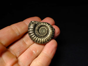 Large Crucilobiceras pyrite ammonite (37 mm)