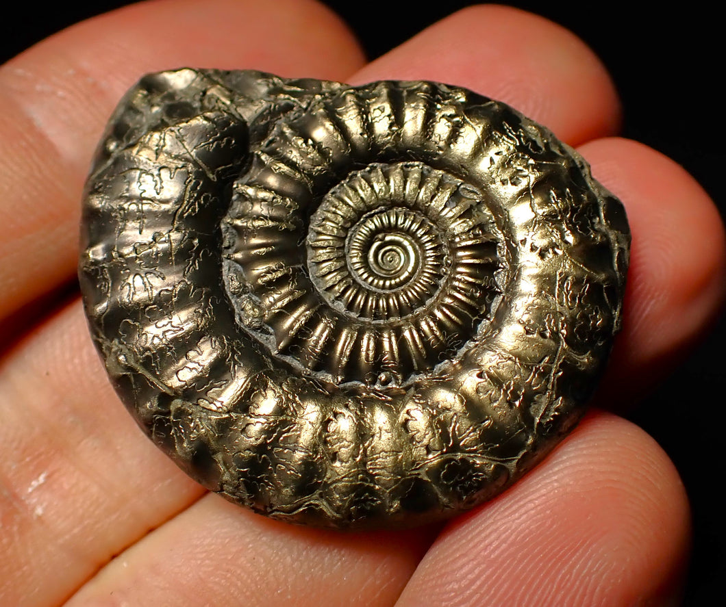 Large Crucilobiceras pyrite ammonite (37 mm)