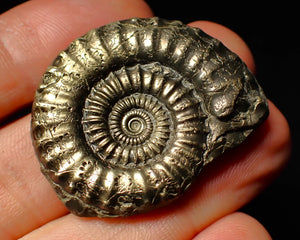 Large Crucilobiceras pyrite ammonite (37 mm)