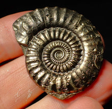 Load image into Gallery viewer, Large Crucilobiceras pyrite ammonite (37 mm)
