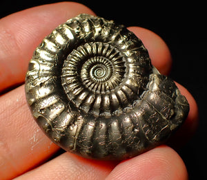 Large Crucilobiceras pyrite ammonite (37 mm)