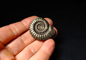 Large Crucilobiceras pyrite ammonite (37 mm)