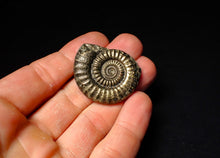 Load image into Gallery viewer, Large Crucilobiceras pyrite ammonite (37 mm)
