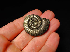 Large Crucilobiceras pyrite ammonite (37 mm)