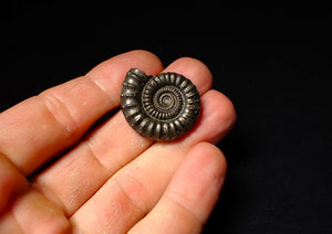 Large Crucilobiceras pyrite ammonite (30 mm)