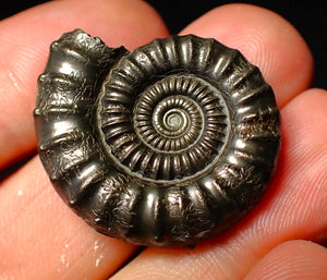 Large Crucilobiceras pyrite ammonite (30 mm)