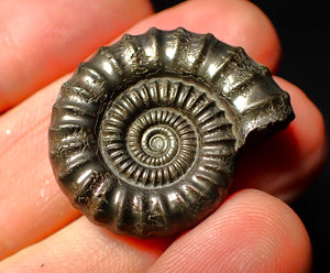 Large Crucilobiceras pyrite ammonite (30 mm)