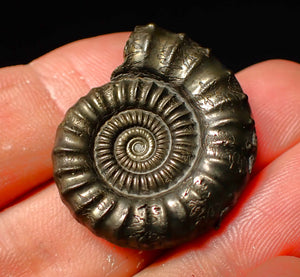 Large Crucilobiceras pyrite ammonite (30 mm)