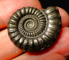 Load image into Gallery viewer, Large Crucilobiceras pyrite ammonite (30 mm)
