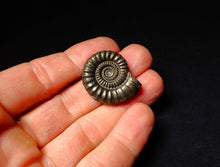 Load image into Gallery viewer, Large Crucilobiceras pyrite ammonite (30 mm)
