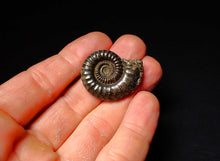 Load image into Gallery viewer, Large Crucilobiceras pyrite ammonite (32 mm)
