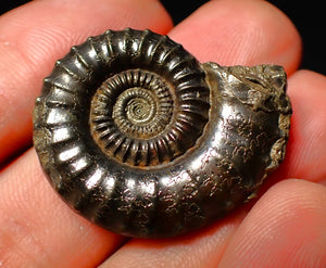 Large Crucilobiceras pyrite ammonite (32 mm)