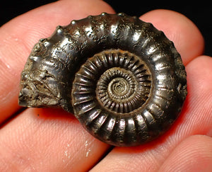 Large Crucilobiceras pyrite ammonite (32 mm)