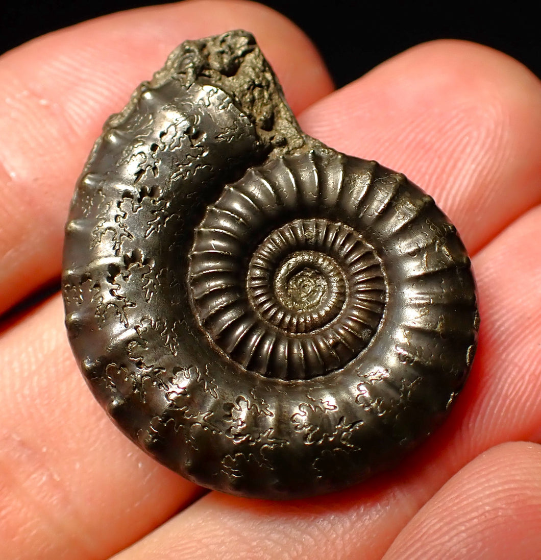 Large Crucilobiceras pyrite ammonite (32 mm)