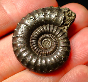 Large Crucilobiceras pyrite ammonite (32 mm)