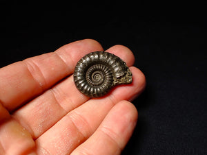 Large Crucilobiceras pyrite ammonite (32 mm)