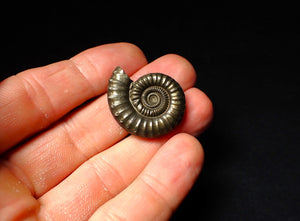 Large Crucilobiceras pyrite ammonite (30 mm)