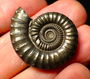 Large Crucilobiceras pyrite ammonite (30 mm)