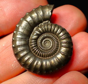 Large Crucilobiceras pyrite ammonite (30 mm)