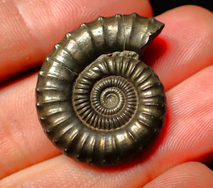 Large Crucilobiceras pyrite ammonite (30 mm)