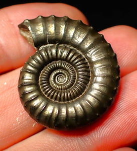 Large Crucilobiceras pyrite ammonite (30 mm)