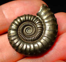 Load image into Gallery viewer, Large Crucilobiceras pyrite ammonite (30 mm)
