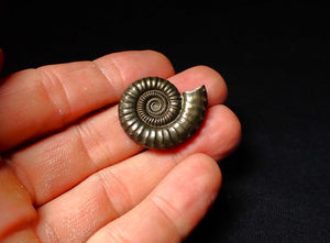 Large Crucilobiceras pyrite ammonite (30 mm)