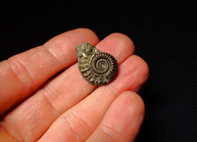 Load image into Gallery viewer, detailed Crucilobiceras pyrite ammonite (25 mm)
