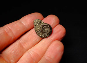 detailed Crucilobiceras pyrite ammonite (25 mm)