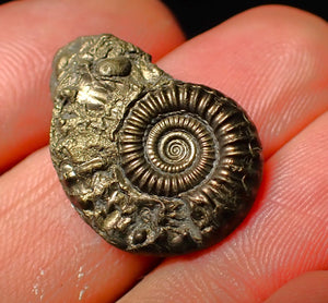 detailed Crucilobiceras pyrite ammonite (25 mm)