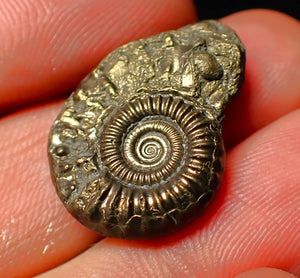 detailed Crucilobiceras pyrite ammonite (25 mm)