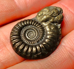 detailed Crucilobiceras pyrite ammonite (25 mm)