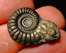 Load image into Gallery viewer, detailed Crucilobiceras pyrite ammonite (25 mm)
