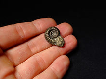 Load image into Gallery viewer, detailed Crucilobiceras pyrite ammonite (25 mm)
