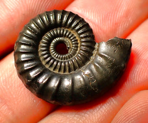 detailed Crucilobiceras pyrite ammonite (26 mm)