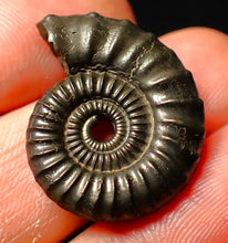 Load image into Gallery viewer, detailed Crucilobiceras pyrite ammonite (26 mm)
