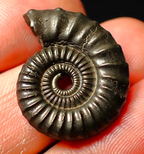 detailed Crucilobiceras pyrite ammonite (26 mm)