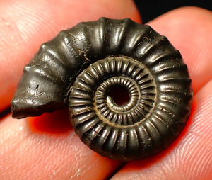 detailed Crucilobiceras pyrite ammonite (26 mm)