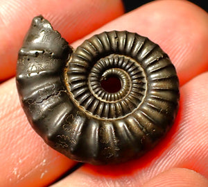 detailed Crucilobiceras pyrite ammonite (26 mm)